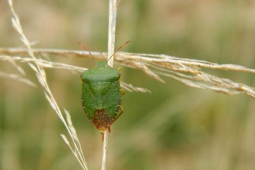 Palomena prasina